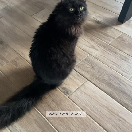 Photo 1/1 Malo Chat lost in Douvaine