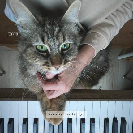 Photo 1/1 Biscotte Chat lost in Saint genis les ollieres