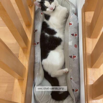 Photo 1/1 VOLT Chat lost in Saint clair sur les monts