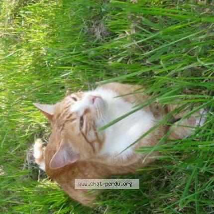 Photo 1/1 Noé Chat lost in Ambres