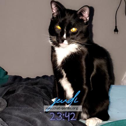 Photo 1/1 Éclair Chat lost in Tinqueux