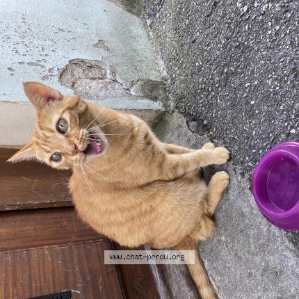 Photo 1/1 Found cat Found in Caluire et cuire