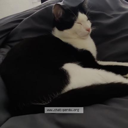 Photo 1/1 Sousou Chat lost in Culoz