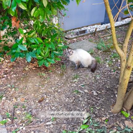 Photo 1/1 Found cat Found in 69003