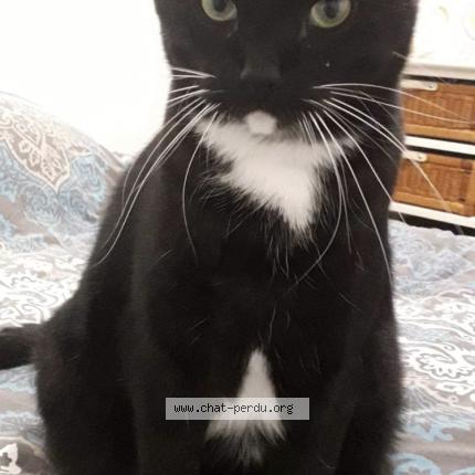 Photo 1/1 José Chat lost in Cozes