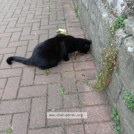 Photo 1/1 Cat reunited Found in Lille