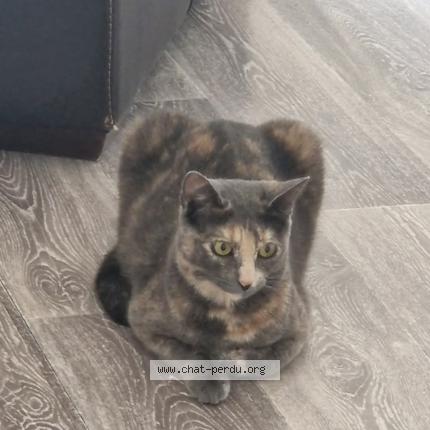 Photo 1/1 Daki Chat lost in Estrablin