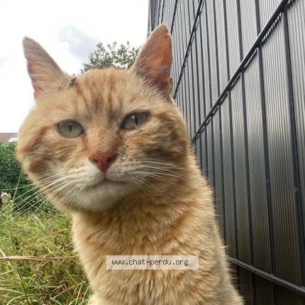 Photo 1/1 Found cat Found in Croix