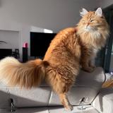 Picture of cat lost at Huisseau Sur Mauves