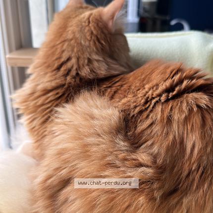 Photo 4/5 Silvestre Chat lost in Huisseau sur mauves