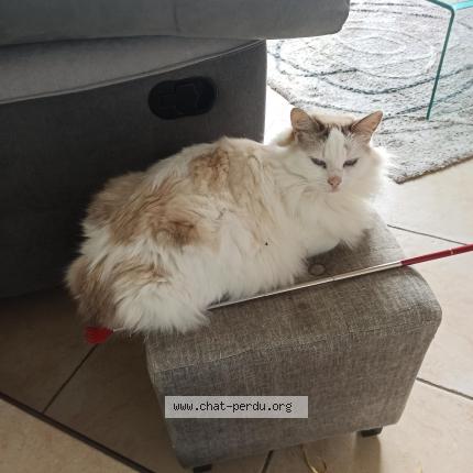 Photo 1/1 Roméo Chat lost in Argentre