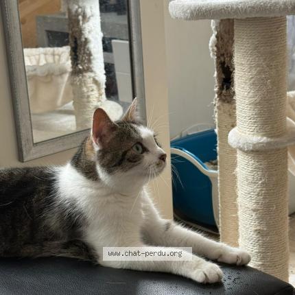 Photo 1/1 Cannelle Chat lost in Ouistreham