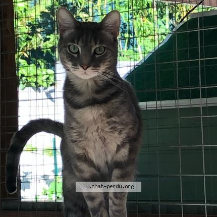 Photo 1/1 Cat reunited Lost in Generac