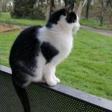 Picture of cat lost at Ercee En Lamee