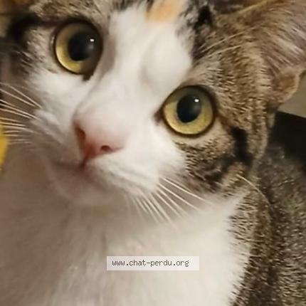 Photo 1/1 Milou Chat lost in Villiers sur marne