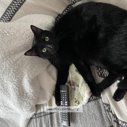 Photo 1/1 Boris Chat lost in Tourcoing