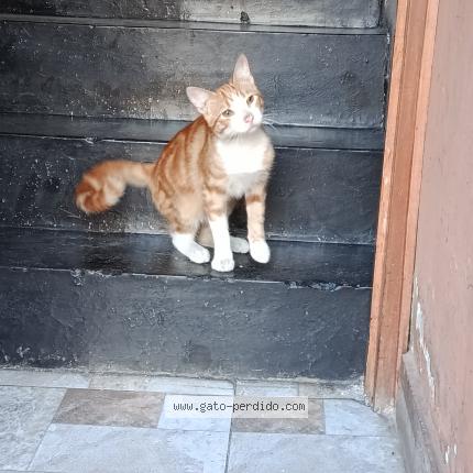 Photo 1/1 Found cat Found in Piura