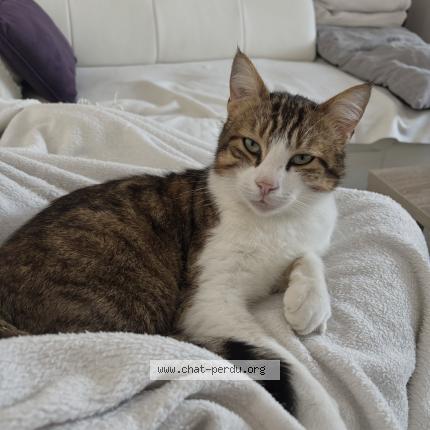 Photo 1/1 Tigrou Chat lost in Morainvillier