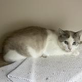Picture of cat found at Mont Pres Chambord
