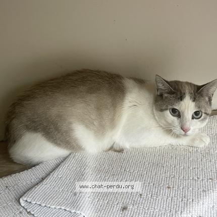 Photo 1/1 Found cat Found in Mont pres chambord