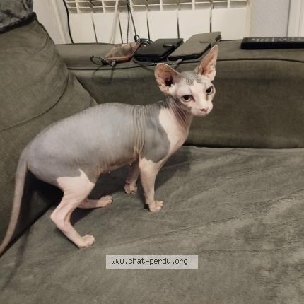 Photo 1/1 UMIE Chat lost in Bois guillaume