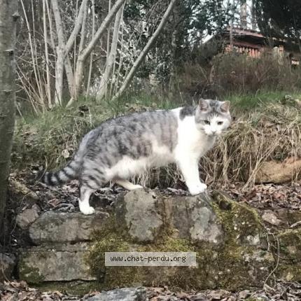 Photo 1/1 Shoto Chat lost in Amanvillers