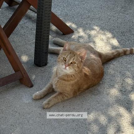 Photo 1/1 Cat reunited Lost in Saint martin boulogne