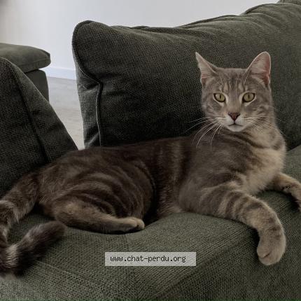 Photo 1/1 NUTS Chat lost in Badens