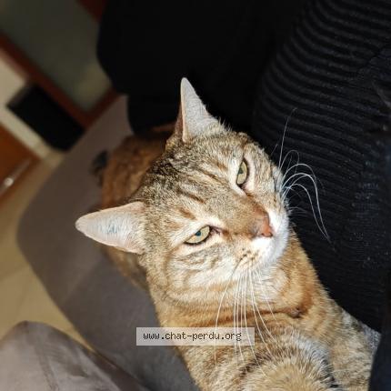 Photo 1/1 Kitty Chat lost in Vif