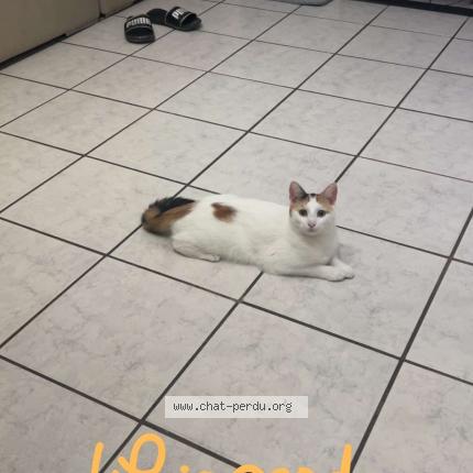 Photo 1/1 La&iuml;ka Chat lost in La frenaye