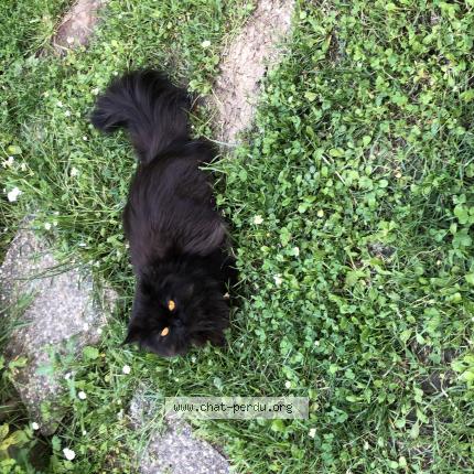 Photo 1/1 Venus Chat lost in La croix blanche