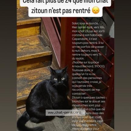 Photo 1/1 Zitoun Chat lost in Toulouse
