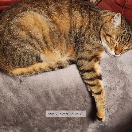 Photo 1/1 Puck Chat lost in Aramon