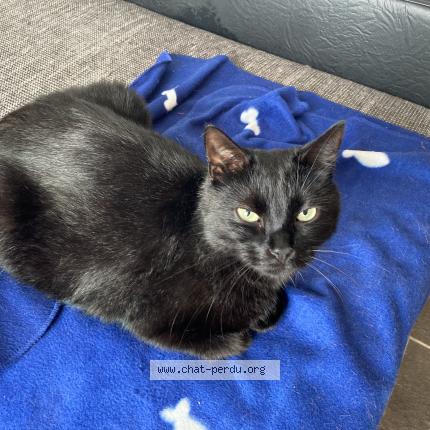 Foto van vermiste kat in Liege