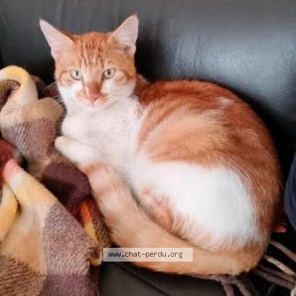 Photo 1/1 FILOU Chat lost in Caubios loos