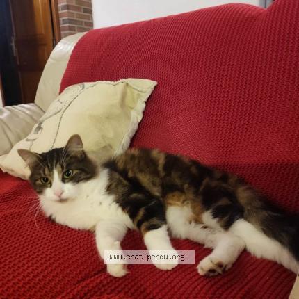 Photo 1/1 Olaf Chat lost in Romescamps