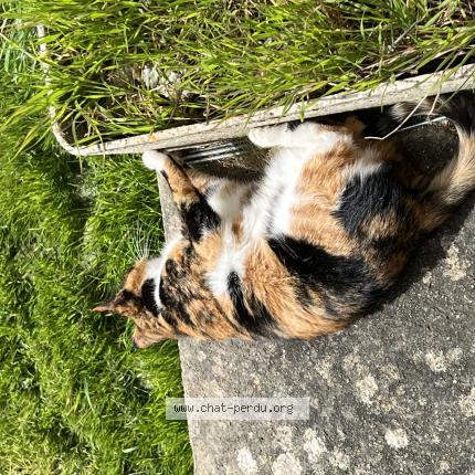 Photo 1/1 Yoshe Chat lost in Surville