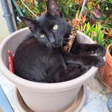 Picture of cat lost at Sorigny