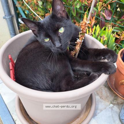 Photo 1/1 Athena Chat lost in Sorigny