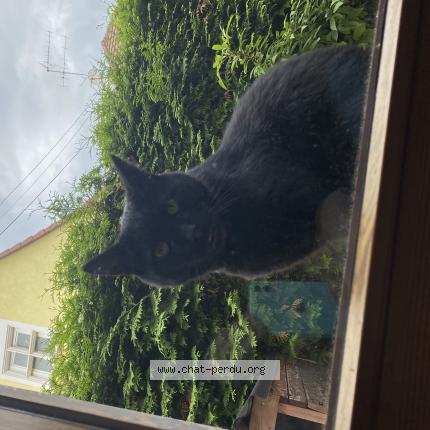 Photo 1/1 Koko Chat lost in Flaxlanden