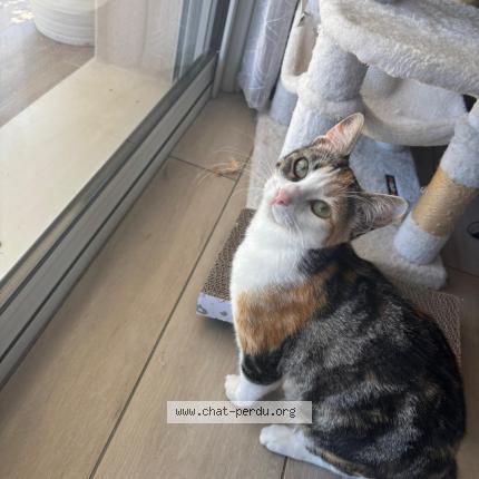 Photo 1/1 Mimi Chat lost in Trois palis