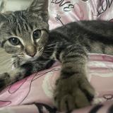 Picture of cat found at Barly