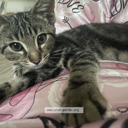 Photo 1/1 Found cat Found in Barly