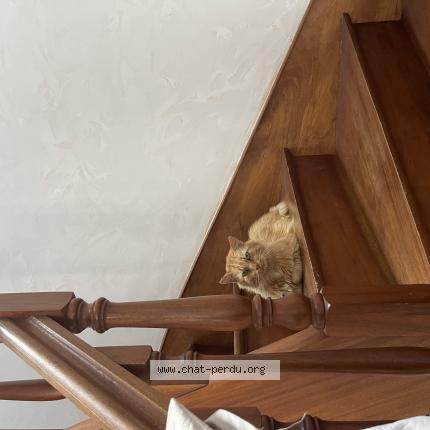 Photo 1/1 Monsieur le chat Chat lost in St georges de montaigu