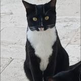 Picture of cat lost at Le Pouget