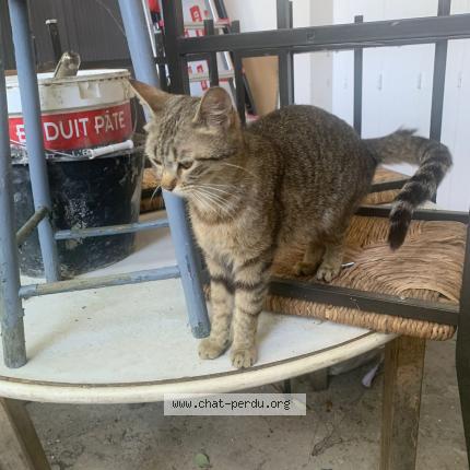 Photo 1/1 Found cat Found in Montpellier