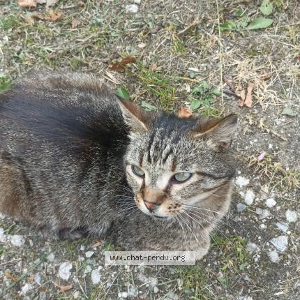 Photo 1/1 Mimile Chat lost in Comus