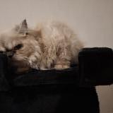 Picture of cat lost at Pineuilh