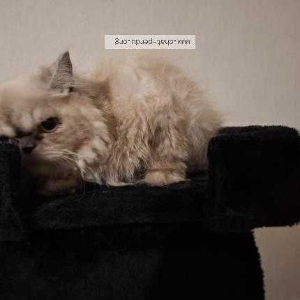 Photo 3/3 Lola Chat lost in Pineuilh