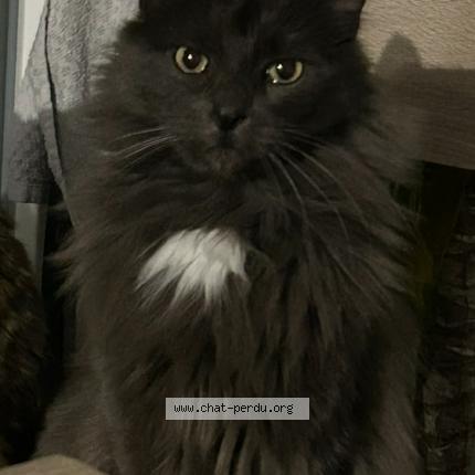 Photo 1/1 Potter Chat lost in Dampmart